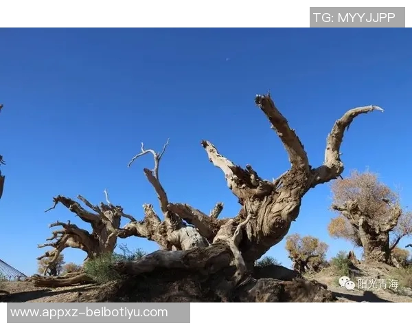 半岛都市报:新疆男篮状态平平今晚雄鹰力争首次突破天山高峰 半岛都市报:新疆男篮状态平平今晚雄鹰力争首次突破天山高峰